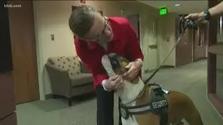 Dogs with Jobs: A look back