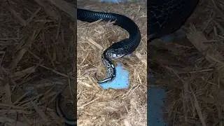 INDIGO SNAKE enjoying a thawed python for lunch 🙌🏻 Known for eating RATTLESNAKES in the WILD !
