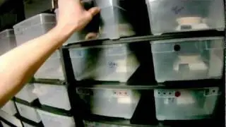 Male Genetic Library