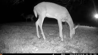 Archive Files of Trail Camera 2 Compilation 20250929 L