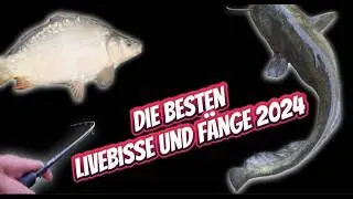 Livebisse und Highlights des Jahres