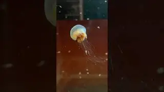 Keeping jellyfish in rectangular tanks? #fish #aquarium #jellyfish