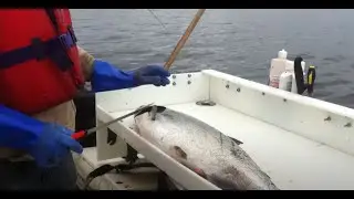 HOW TO CLEAN A SALMON