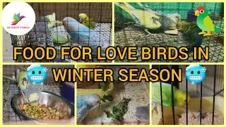 Food for love birds in winter season in Tamil