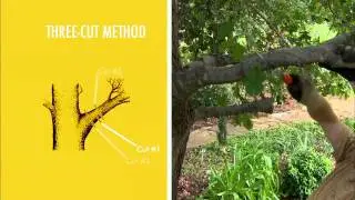 Three Cut Pruning