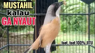 suara cendet gacor pagi siang sore Toet Toet Bikin Cendet Manapun Nyaut dg sekali Dengar