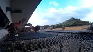 GoPro 2016 07 04 podhranvane na mladi vyrhu kletkata