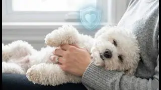 ¡Solo con su FAVORITO! 🐶 5 Gestos de Amor que tu Perro NUNCA haría con extraños