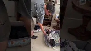 Training Brisa and Tobias #pets #dog #shorts