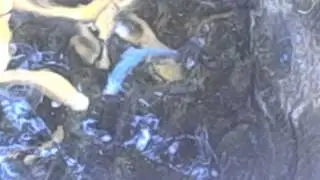 VERY RARE blue trout-1 out of FIVE MILLION