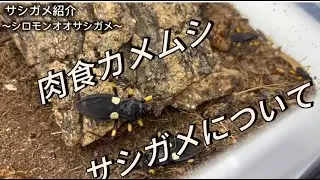 【奇蟲】肉食カメムシ！サシガメの飼育について
