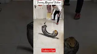 Rat Funny Magical Video #shorts #youtubeshorts #magic
