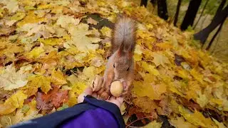 Белочка Чистюля и бельчонок Малыш