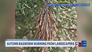 Bagworms: Protect your evergreen trees from this pest