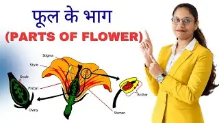 फूल के भाग | Parts of Flower | Structure of a Flower | Function of Flower | Botany #flowerstructure
