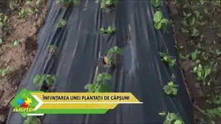 Înființarea unei plantații de căpșuni