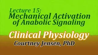 Mechanical Activation of Anabolic Signaling (Clinical Physiology, Lecture 15)
