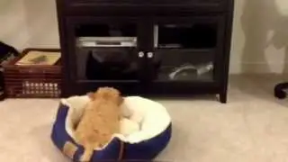 Henry the cavapoo puppy barking at his reflection