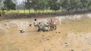 সাইফিং আটাশ ফাল দিয়ে এক বছর পতিত থাকা জমিতে চাষ করা হচ্ছে।