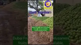 Musammi fruits export available Dubai #dubaiexport#fruitsexprotDubai#exportbusinessdubai #dryfruits