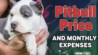Pitbull puppy price / Pitbull monthly expenses