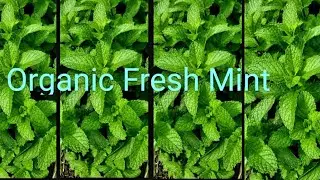 How To Dry Organic Mint Leaves /DIY/New Plant Discovery