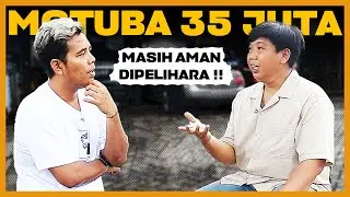 MOTUBA 35JT, MASIH AMAN DIPELIHARA ‼ #DENKUSTALK