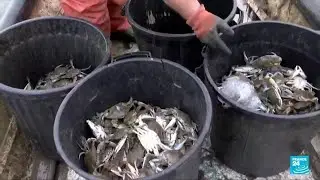 On French Mediterranean, invasive blue crab wreaks havoc on local molluscs &bull; FRANCE 24 English