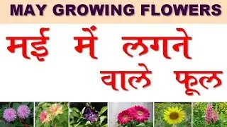May Flowers II मई के फूल II Flowers Grows in May II मई में उगने वाले फूल