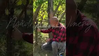 Visiting Madrevite Winery & Tasting Organic Wines with Nicola Chiucchiurlotto!