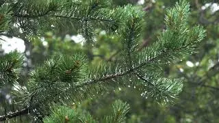 Rain - Relax - Raw Nature Footage