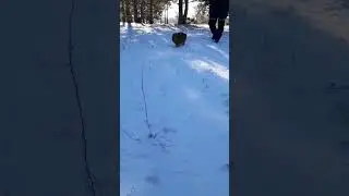 Small dog pekingese walking in the snow in the forest