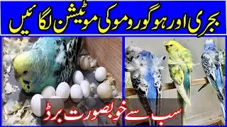 Bajri Or Hogoromo Ki Mutation Lagayen Or Lakho Kamao