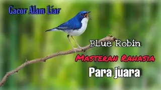 Masteran ampuh Blue Robin #birds #muraibatu #cucakijo 
