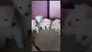 visit best petshop in kathmandu nepal