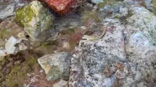 Красное море. Египет. Илистые прыгуны