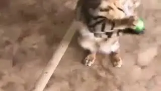 Talented Bengali Cat Knows How To Catch The Ball | Bengal Cats | Persian Cat World