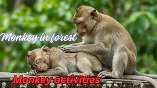Nature Monkey KH &ndash; Real Jungle Life of Wild Monkeys #monkey #mountains #animals #forest #wildlife
