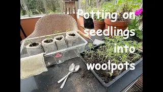 Potting on seedlings into woolpots