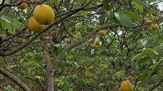 Colhendo MANGABA:fruta do cerrado brasileiro 