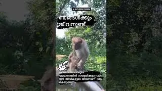 Shocking Accident! Injured Monkey on the Road &ndash; A Wake-Up Call for Wildlife Safety!