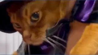 Costume contest at Dixon cat show
