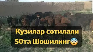 Зур Кузилар сотувда тел 94 285 78 78 #сам абзор