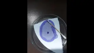oxidase positive pseudomonas