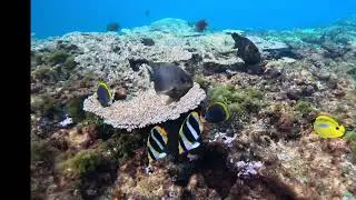 Reef life, Emily Bay on Norfolk Island