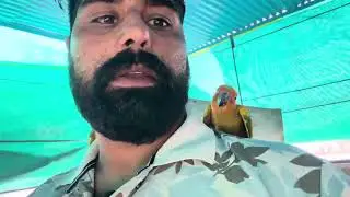 Payful birds