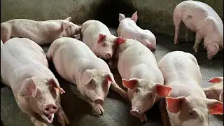 Before You Rush into Pig Farming, WATCH this Video that could save you millions