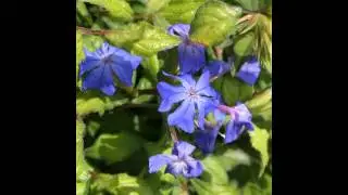 ЦЕРАТОСТИГМА  (CERATOSTIGMA)  сем. Свинчатковые