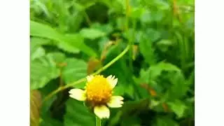 Nature is back || Moments moving Tree growth  || this way for you