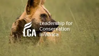 WIld Dogs of Kruger National Park